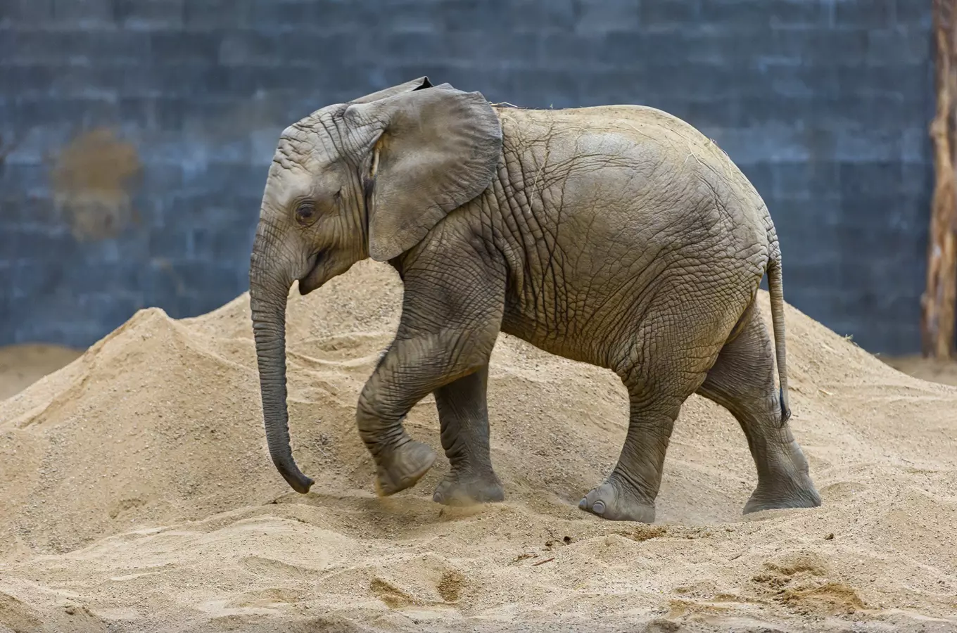 Prohlídky chovného zázemí pro slony v Zoo Zlín 2026