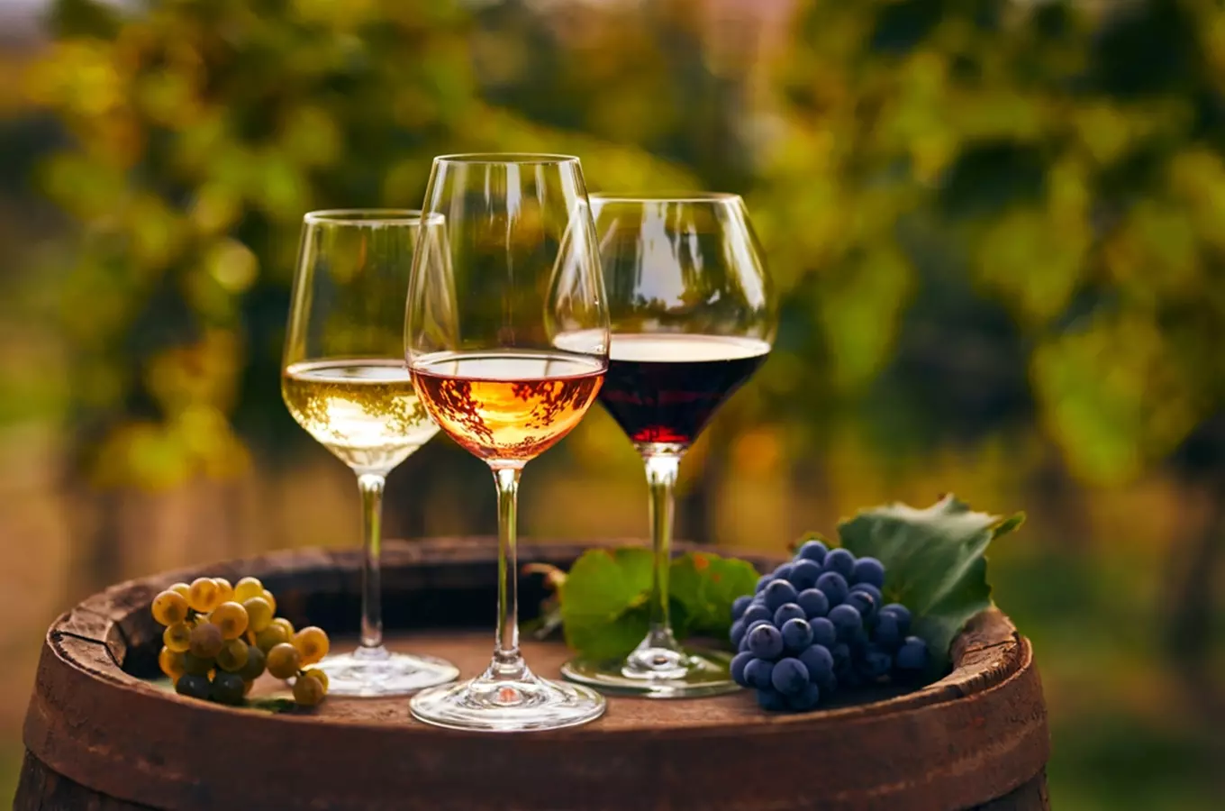 Svatomartinské vinobraní v Třeboni 2026