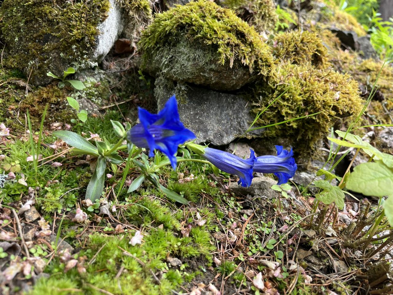 Dny hořců a hořečků – Mezinárodní den vzdělávání v botanických zahradách