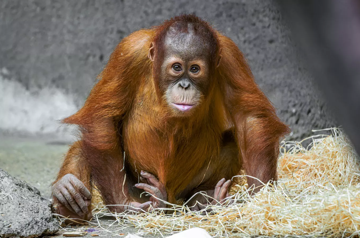 Světový den zvířat v Zoo Praha 2026