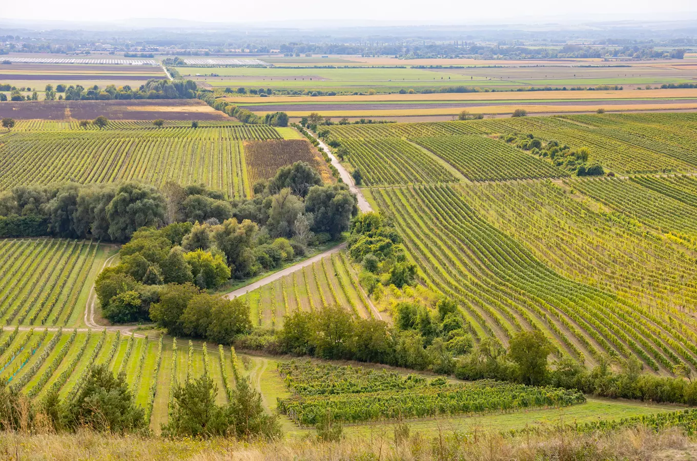 Vinařský maraton Velké Bílovice