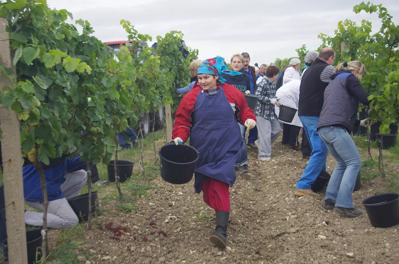Retro vinobraní a Mistrovství ve sběru hroznů ve Valticích 2026