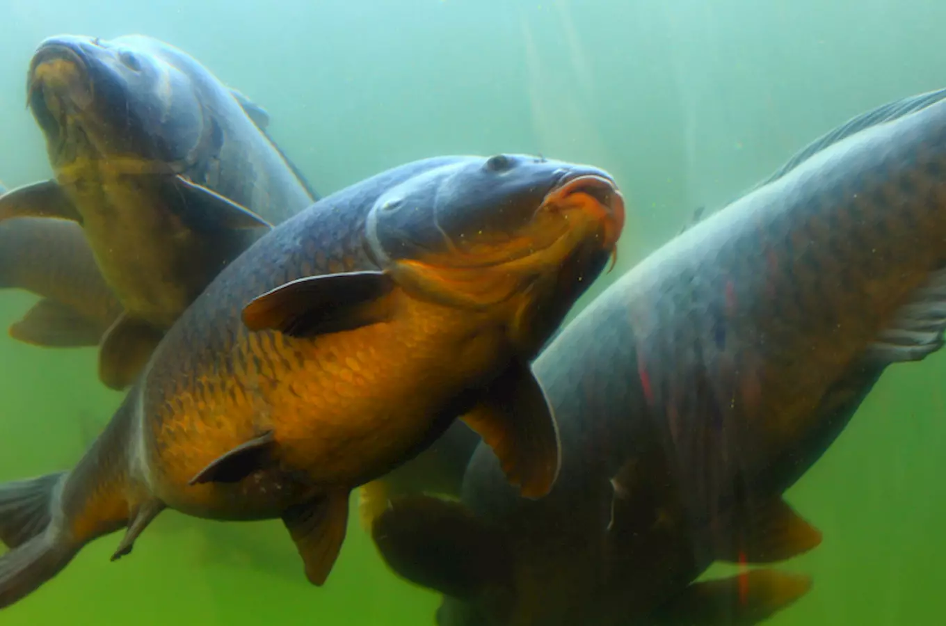 Rybářovy žně v Modré u Velehradu 2026