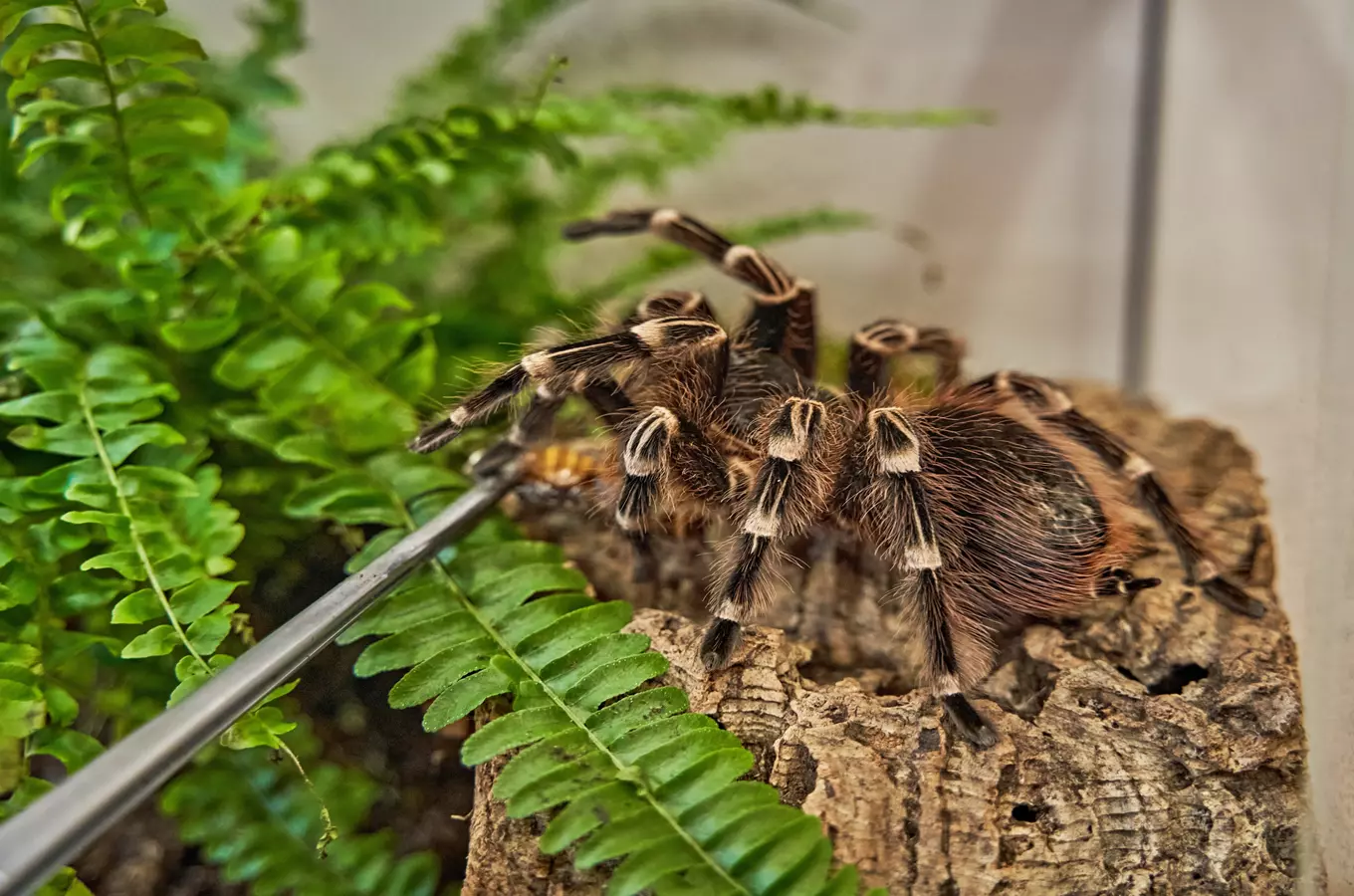 Výstava sklípkanů v Botanické zahradě Teplice