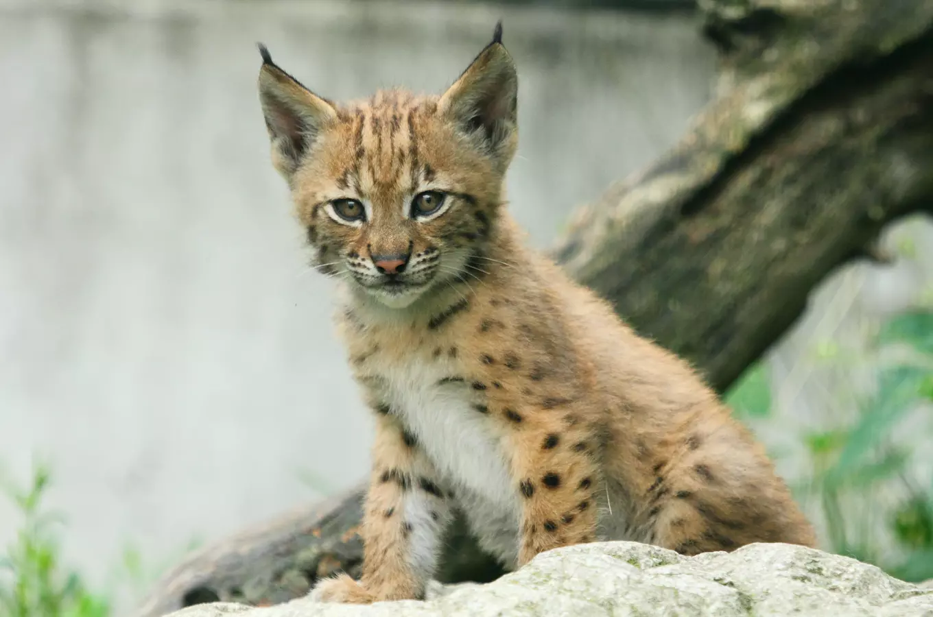 Den zvířat v Zoo Hluboká 2026