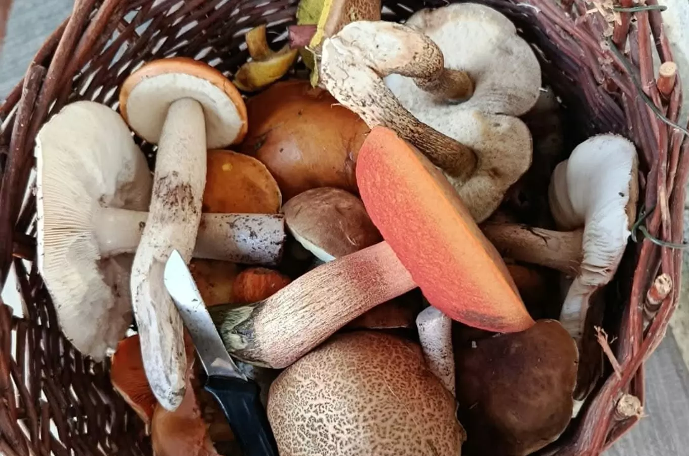 Není houba jako houba