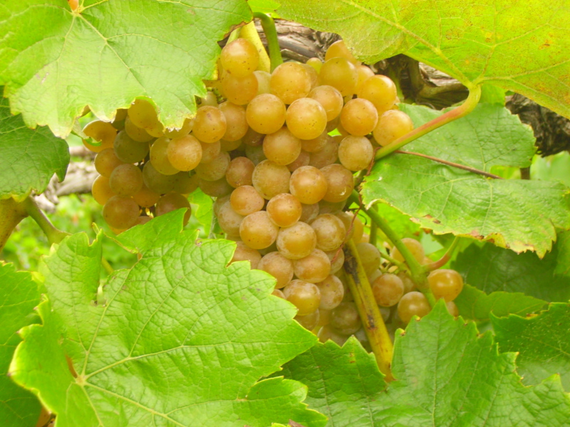 Českotřebovské vinobraní