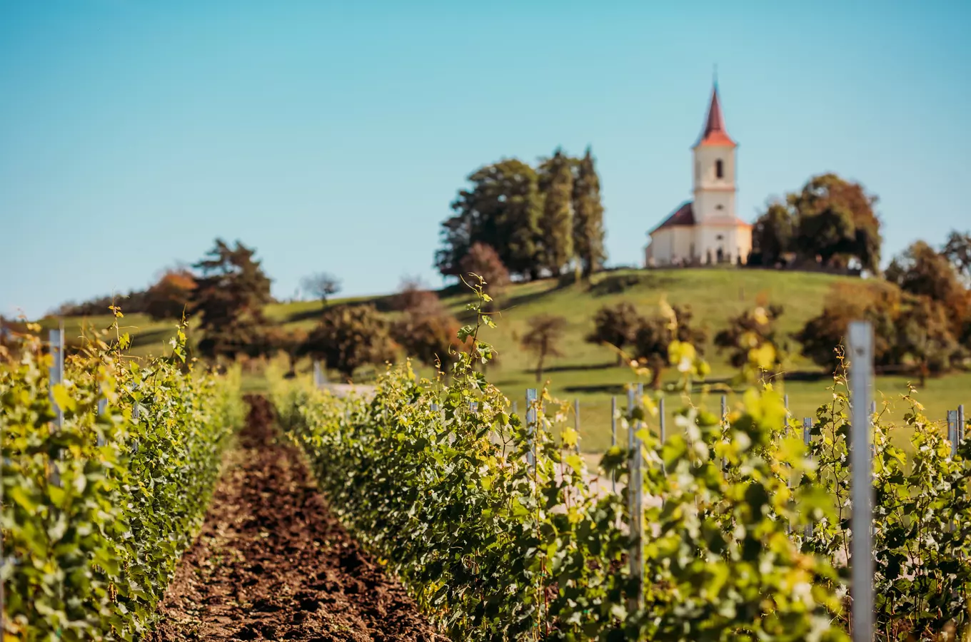 Svatováclavské vinobraní na Byšičkách 2026