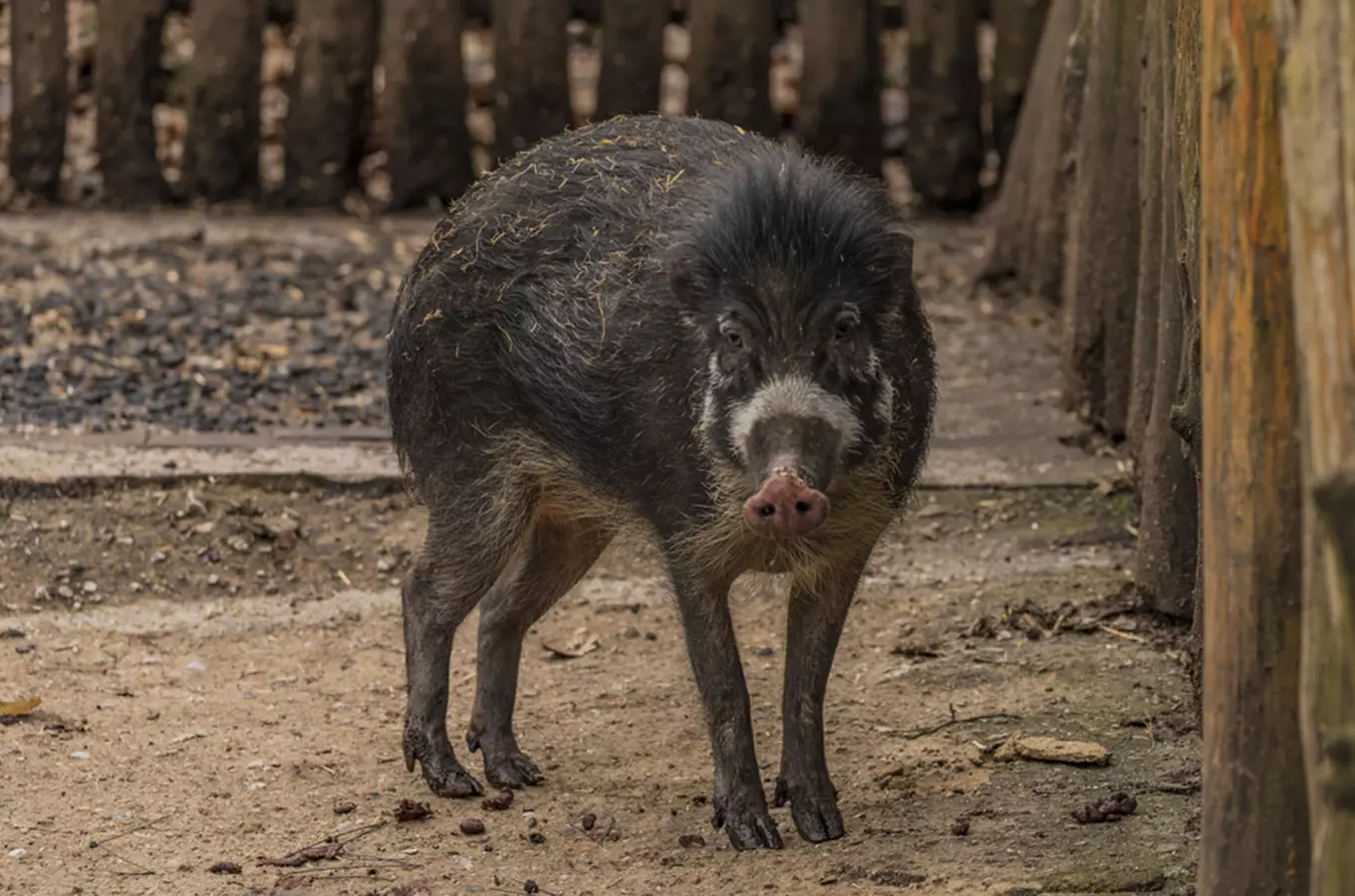 Den zvířat a ošetřovatelů v Zoo Děčín 2026