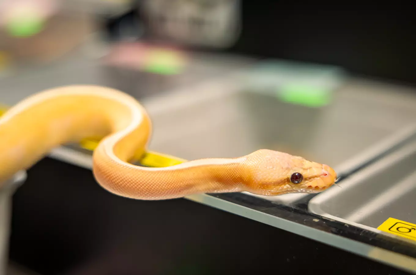 Živá Exotika – mezinárodní teraristická akce v Praze