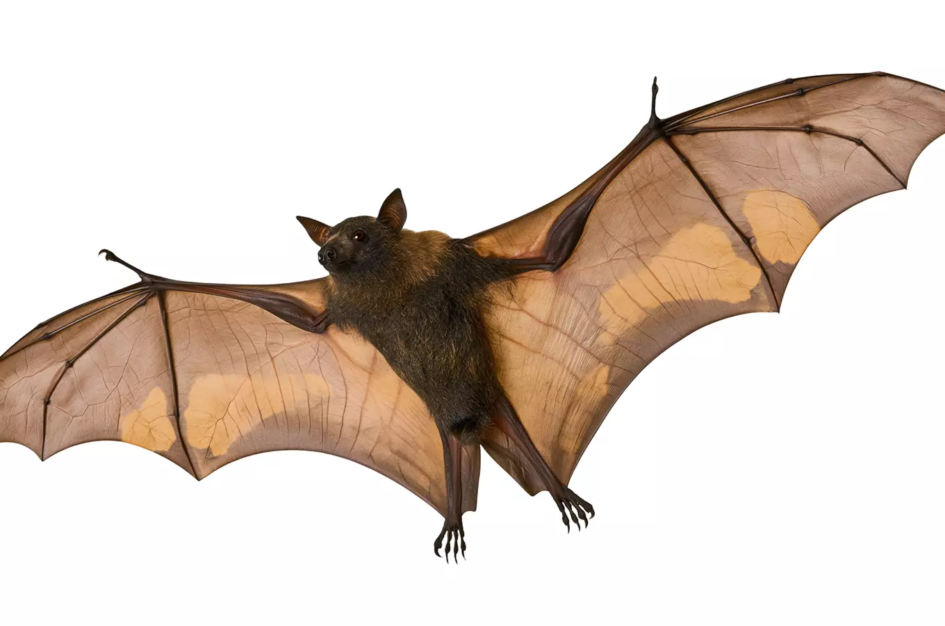 Netopýří noc na zámku Kynžvart 2026