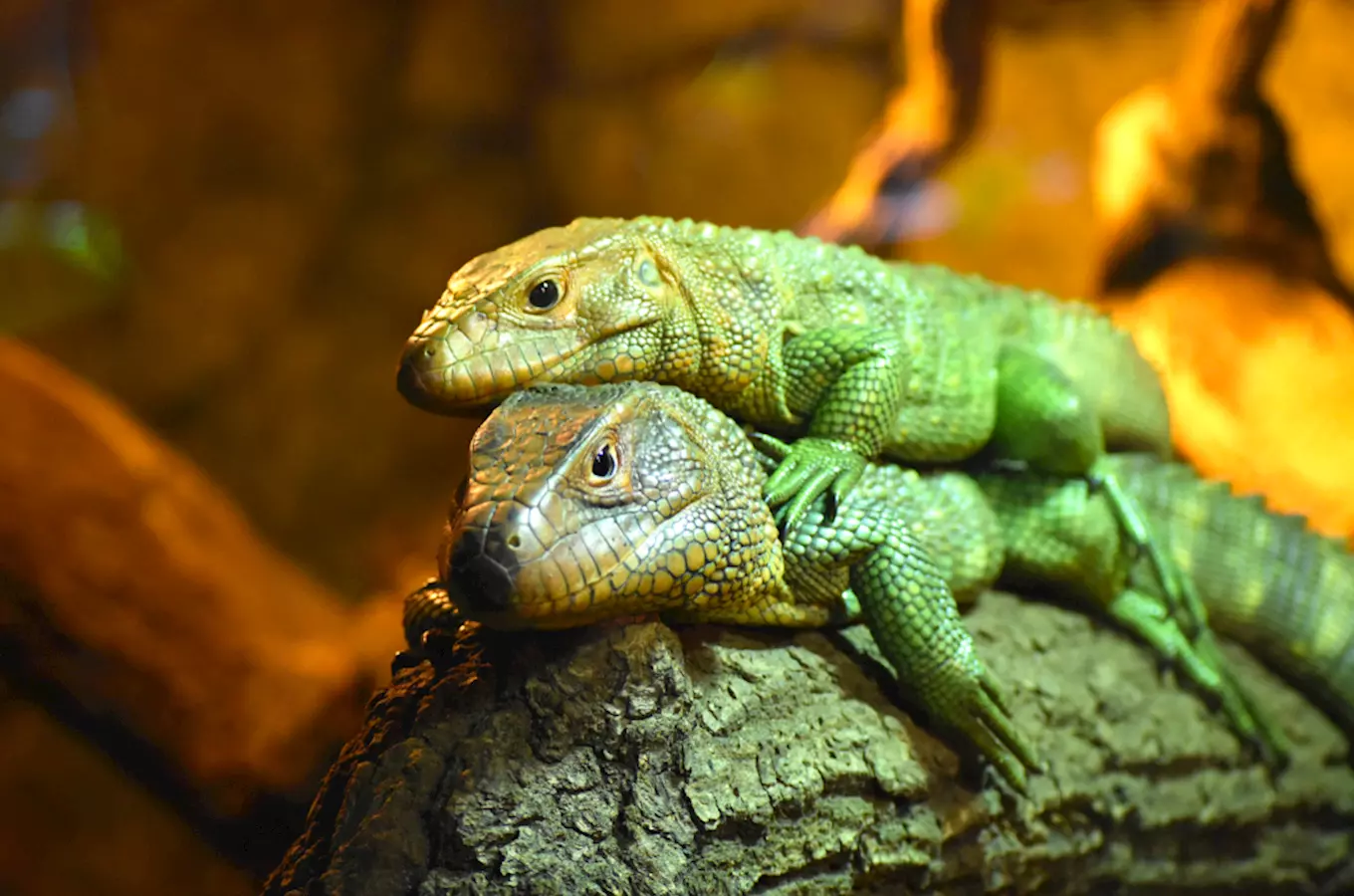 Světový den zvířat  v Zoo Zlín 2026