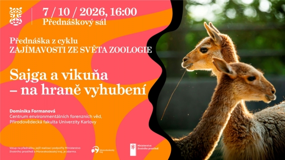Sajga a vikuňa – na hraně vyhubení