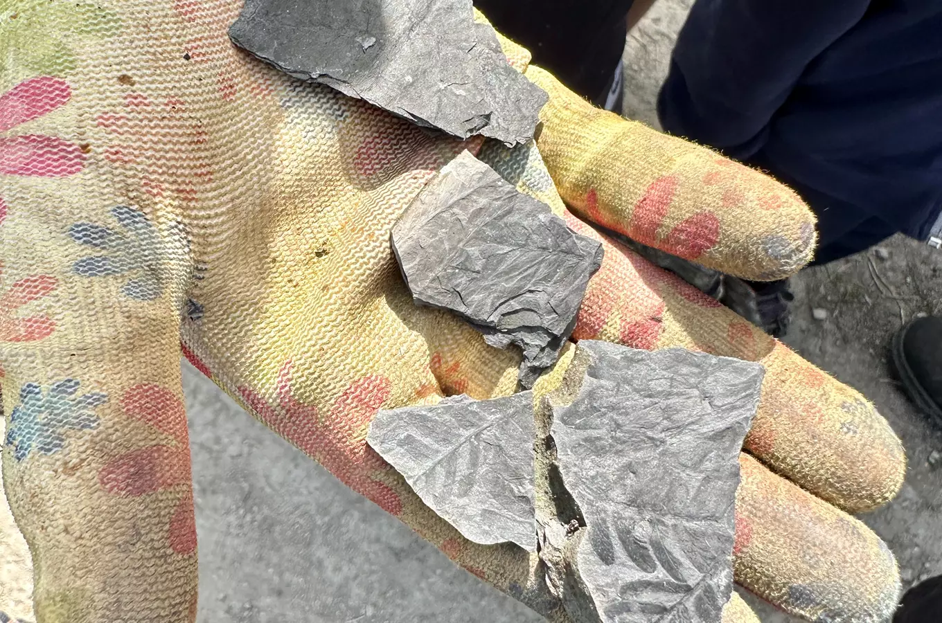 Geologická exkurze na odval dolu Jan v Otvovicích
