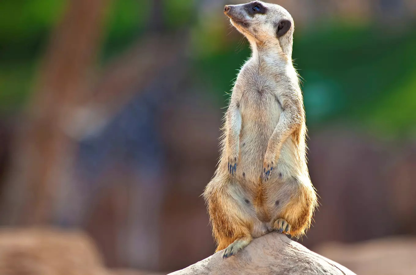 Komentovaná krmení v Zoo Olomouc 2026