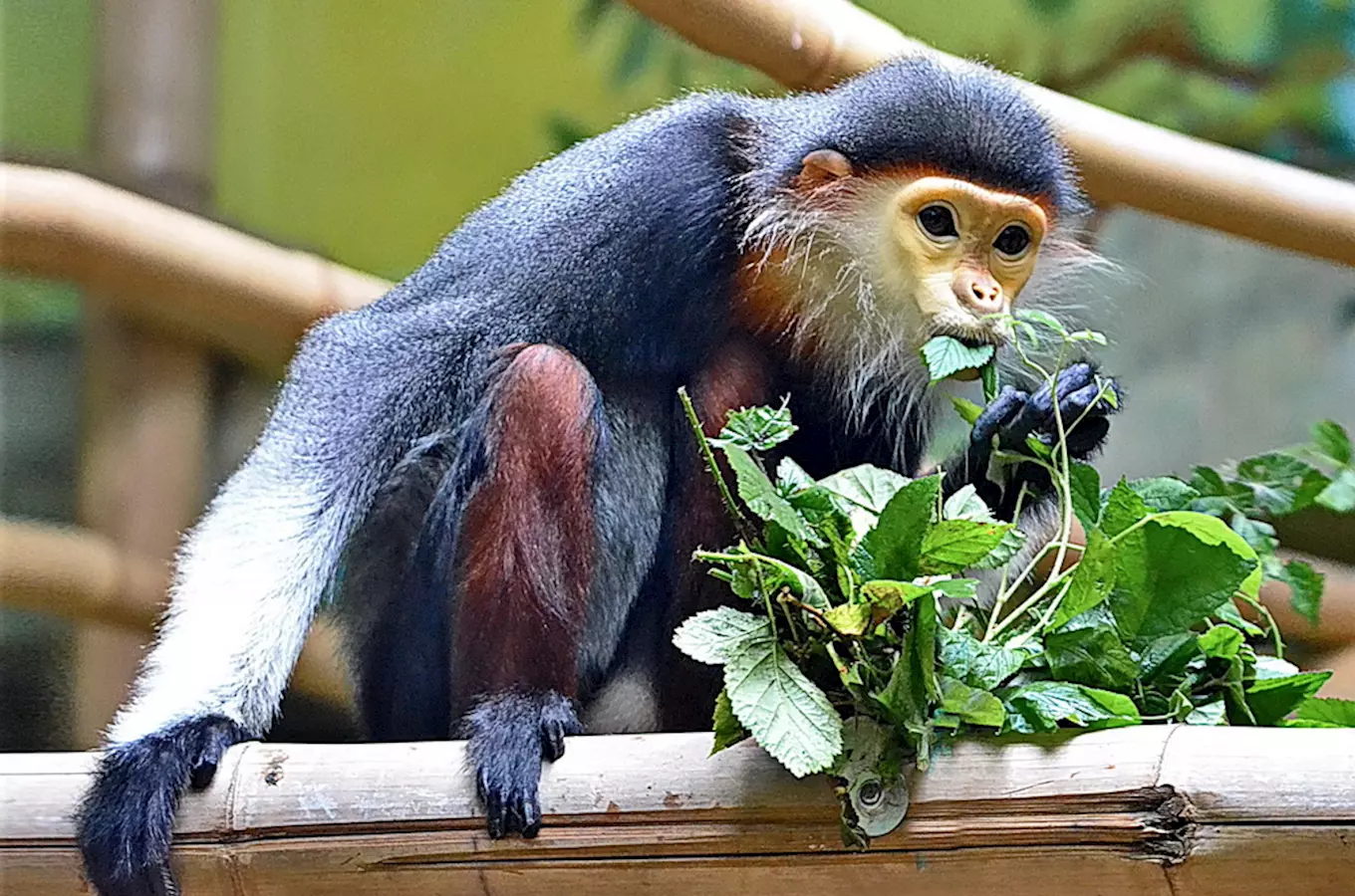 Oslava 30. výročí Zoo Chleby 2027