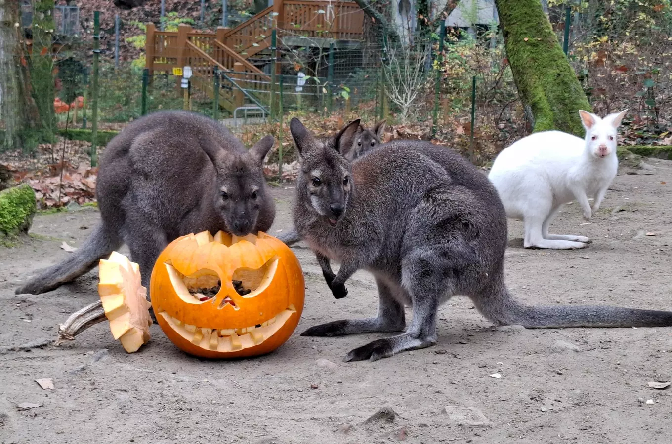 Strašidelná Zoo Děčín 2026