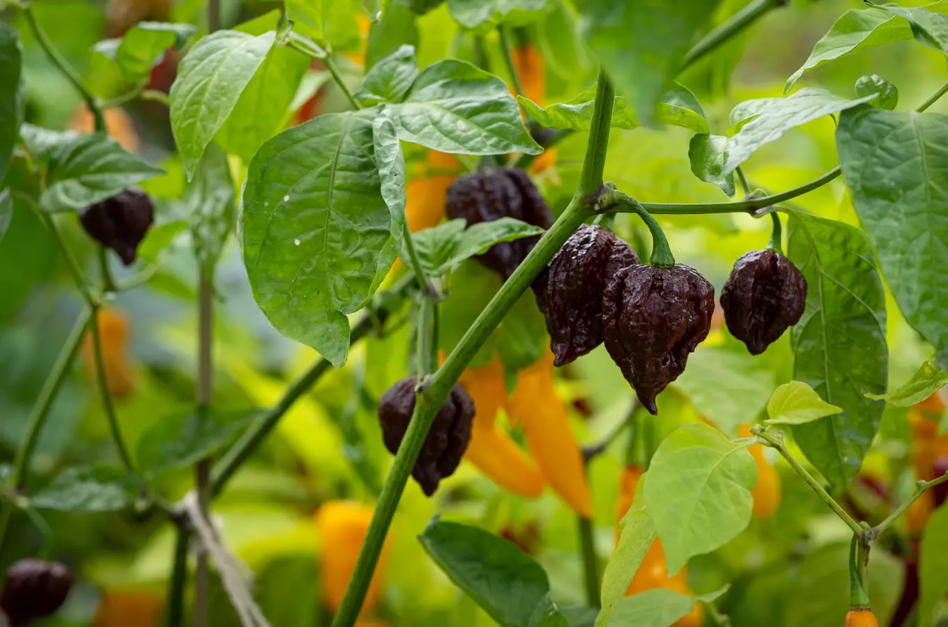 Podzimní výstava chilli papriček v botanické zahradě České zemědělské univerzity v Praze