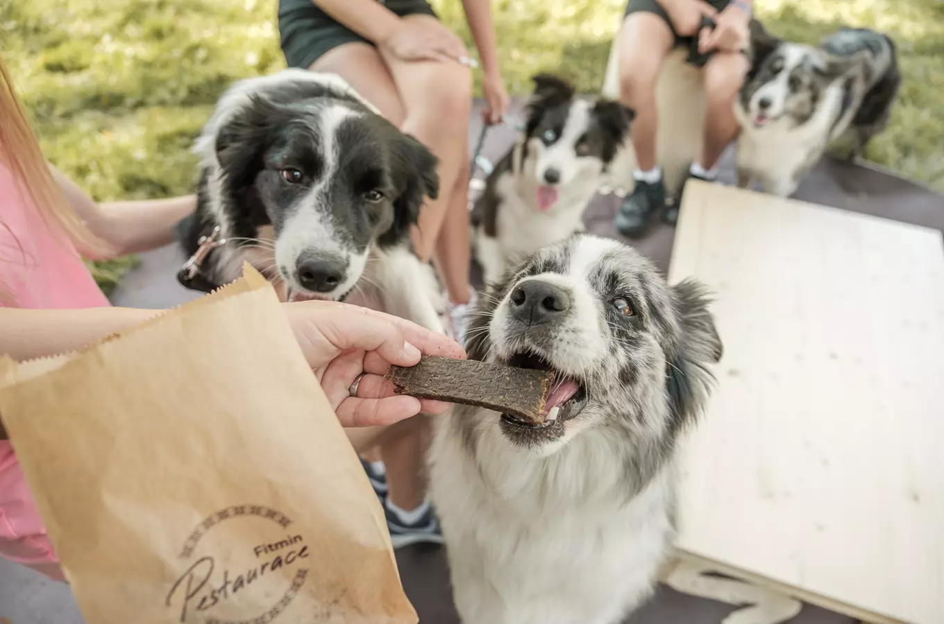 Dogs & Friends – podzimní edice 2026