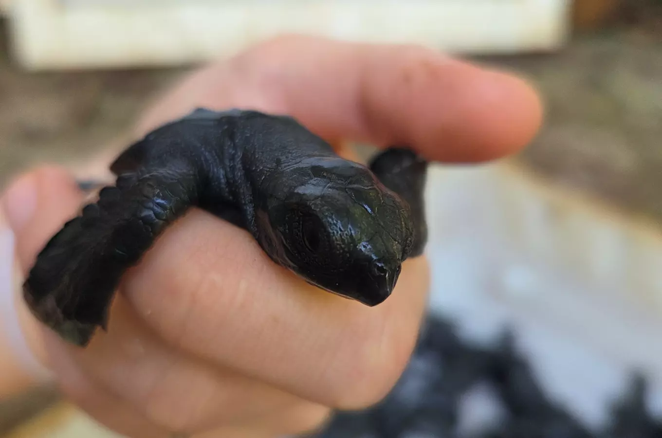 Do Mexika za záchranou mořských želv a krokodýlů