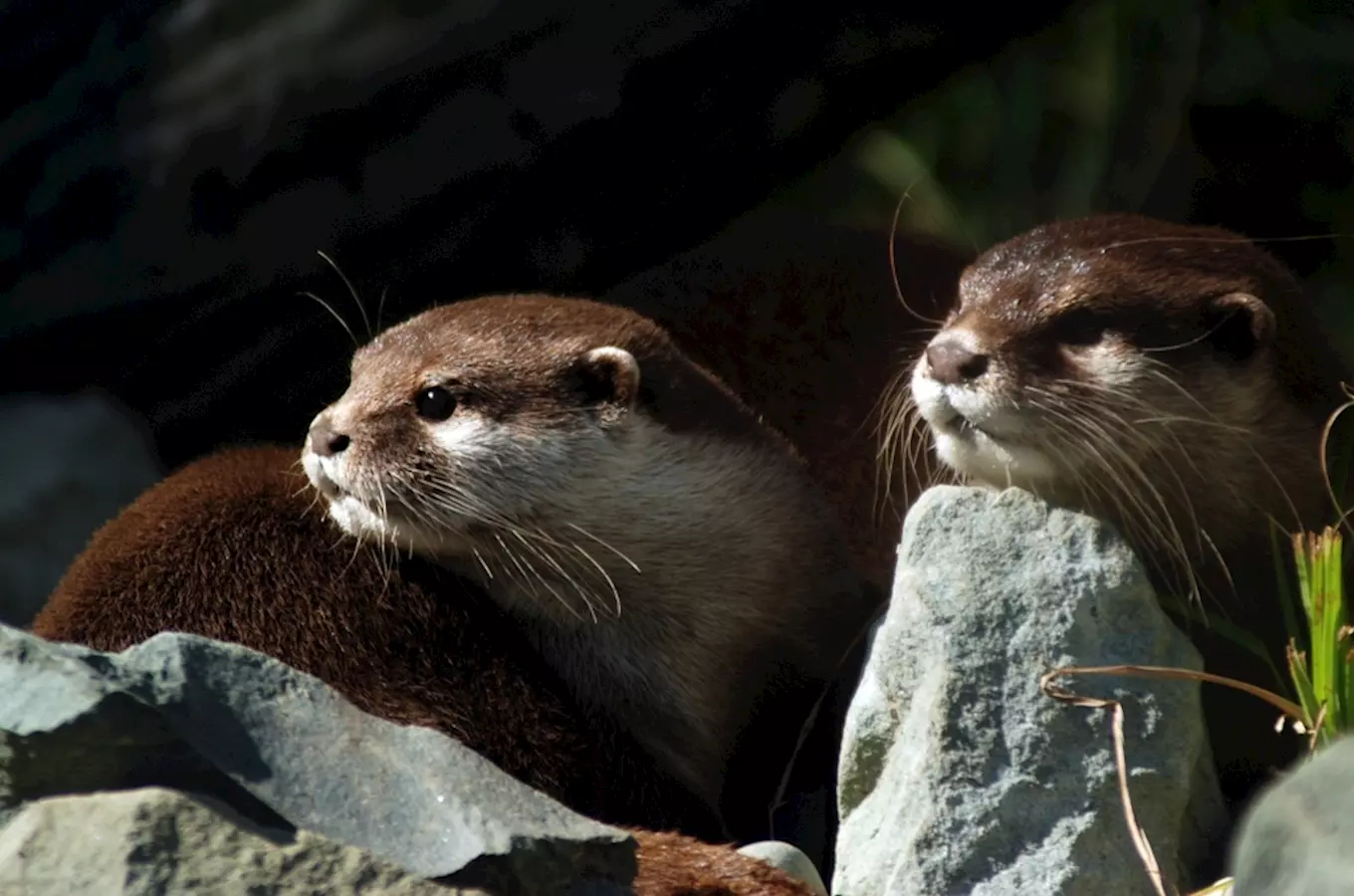 Komentované setkání a krmení v Zoo Ostrava 2026