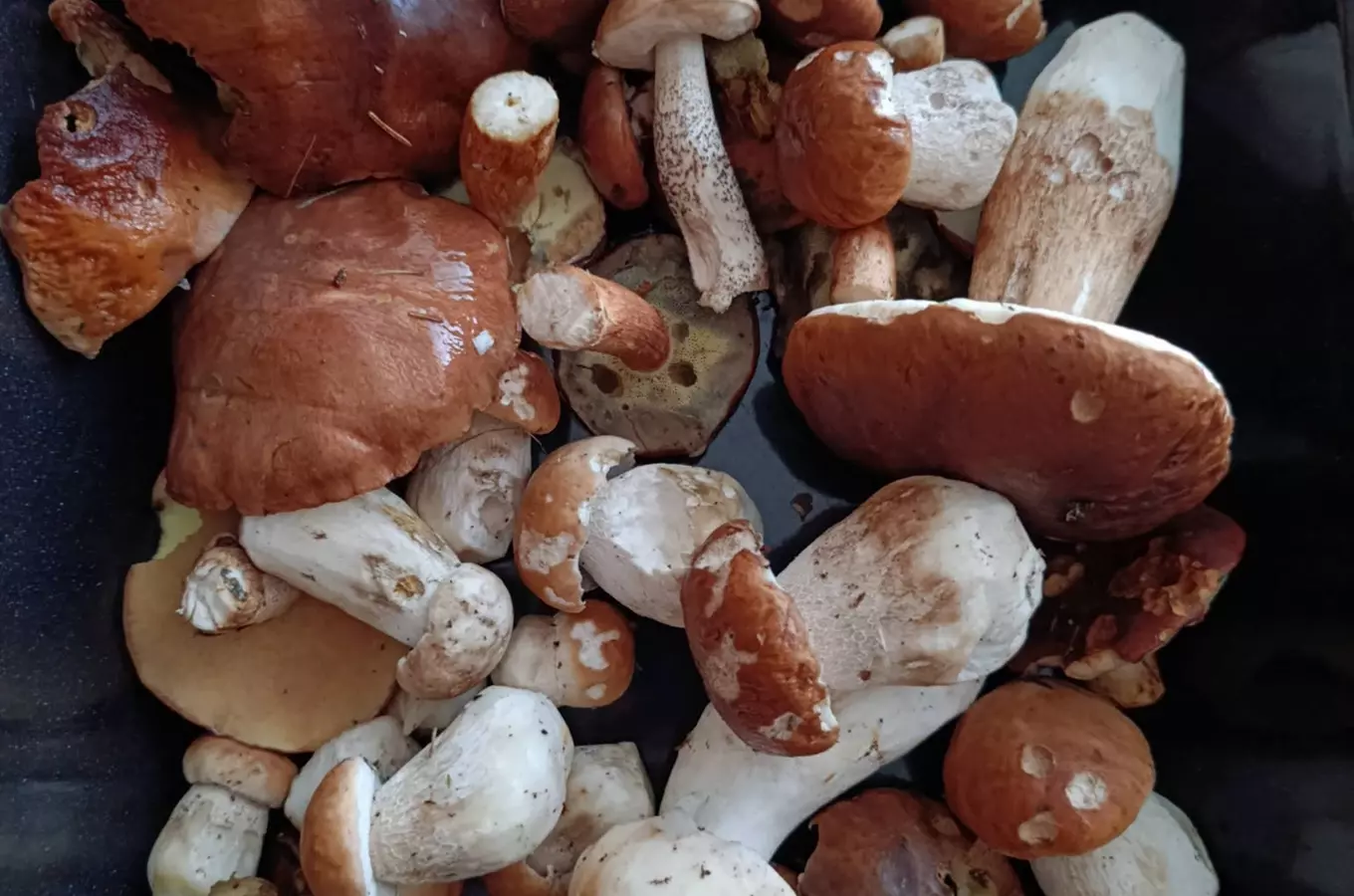 Mykologická procházka na Ratajské rybníky