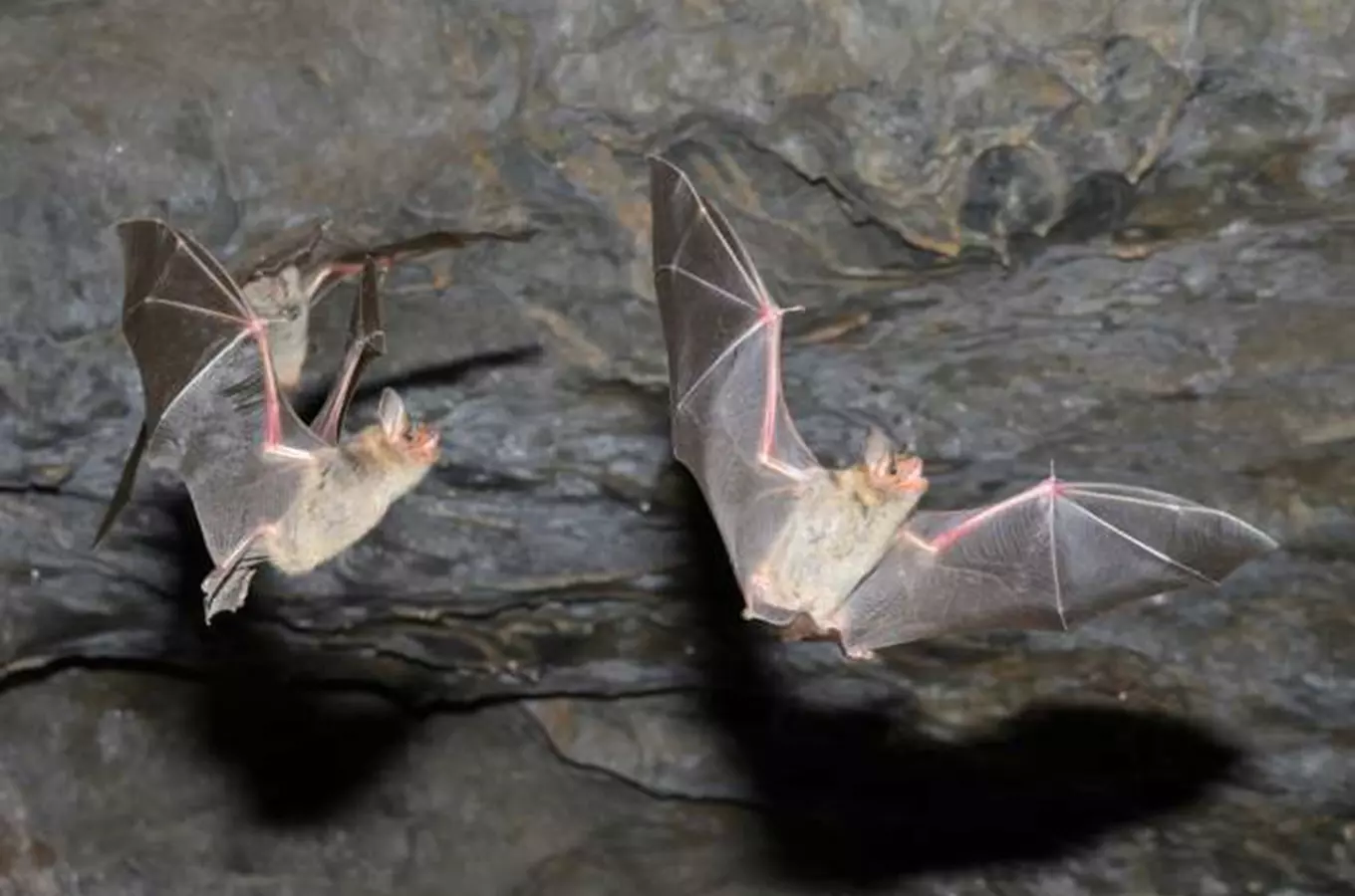 Netopýří noc na Toulcově dvoře 2026