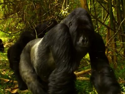 Divoká Afrika 3D