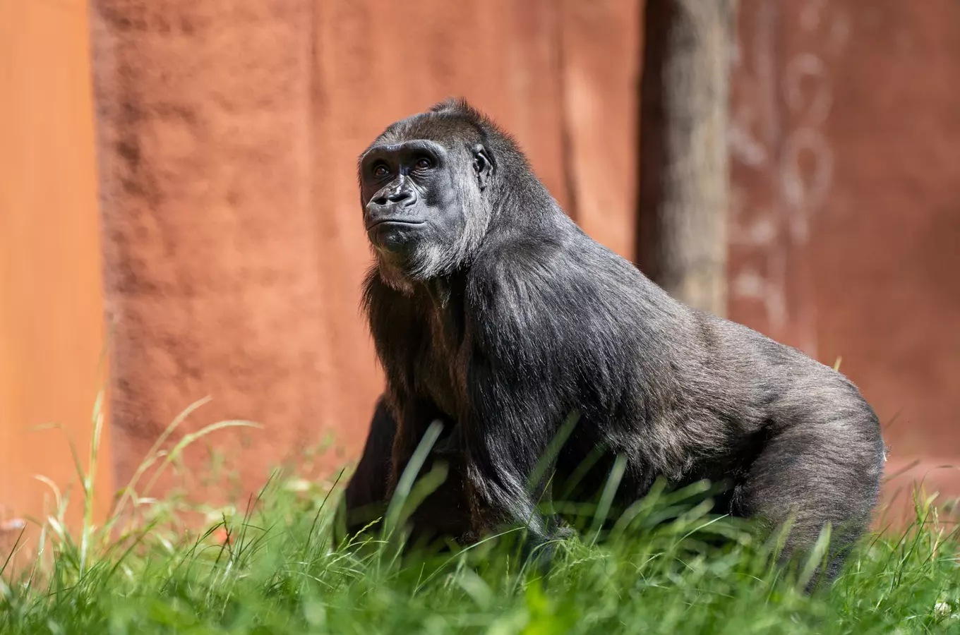 Světový den goril v Zoo Praha 2026