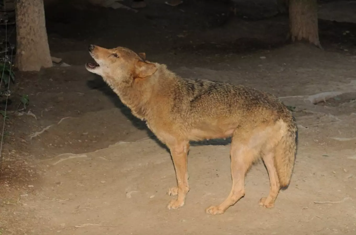 Národní vlčí týden v Zoo Olomouc 2026