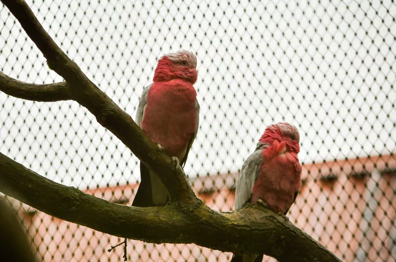 Den zvířat v Zoo Jihlava 2026