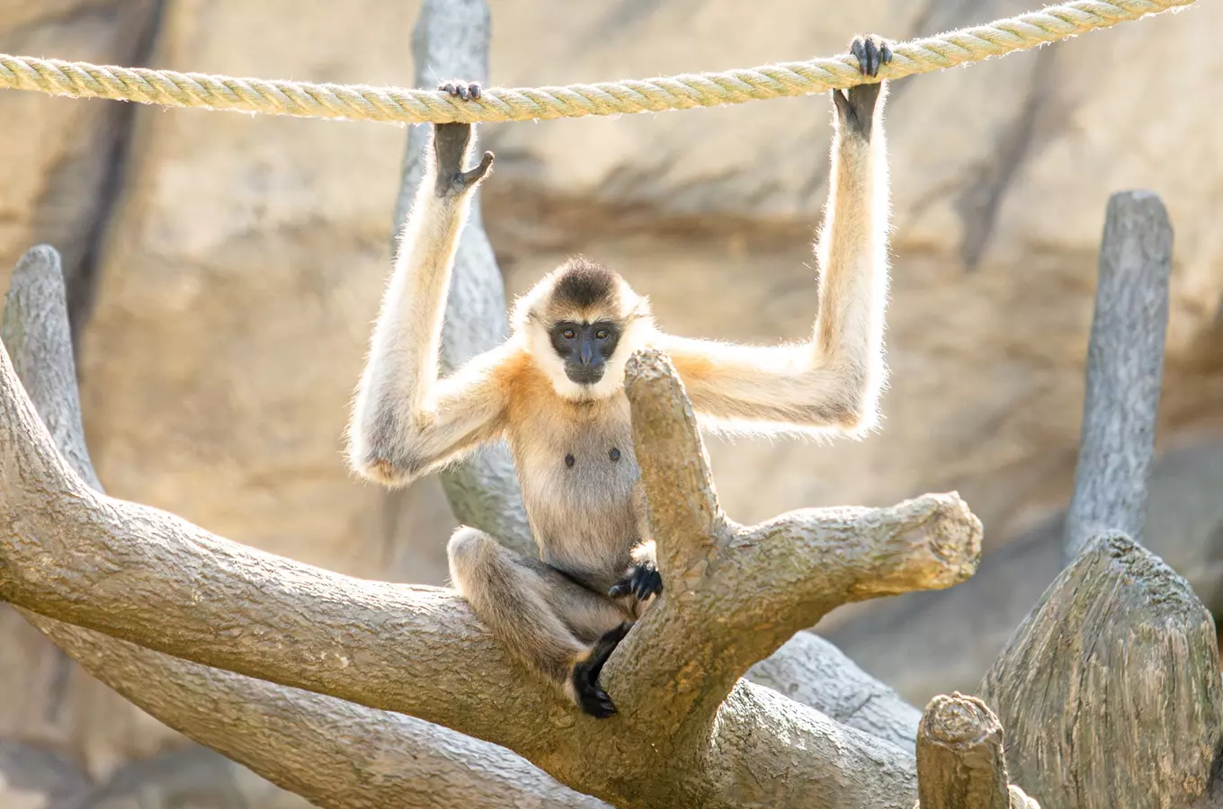 Den zvířat v Zoo Ostrava 2026