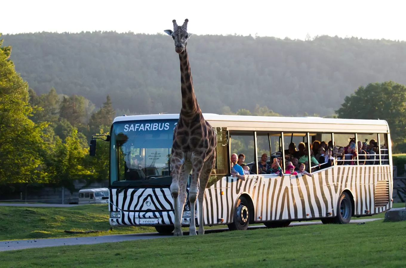 Safaribus v Safari Parku Dvůr Králové 2026