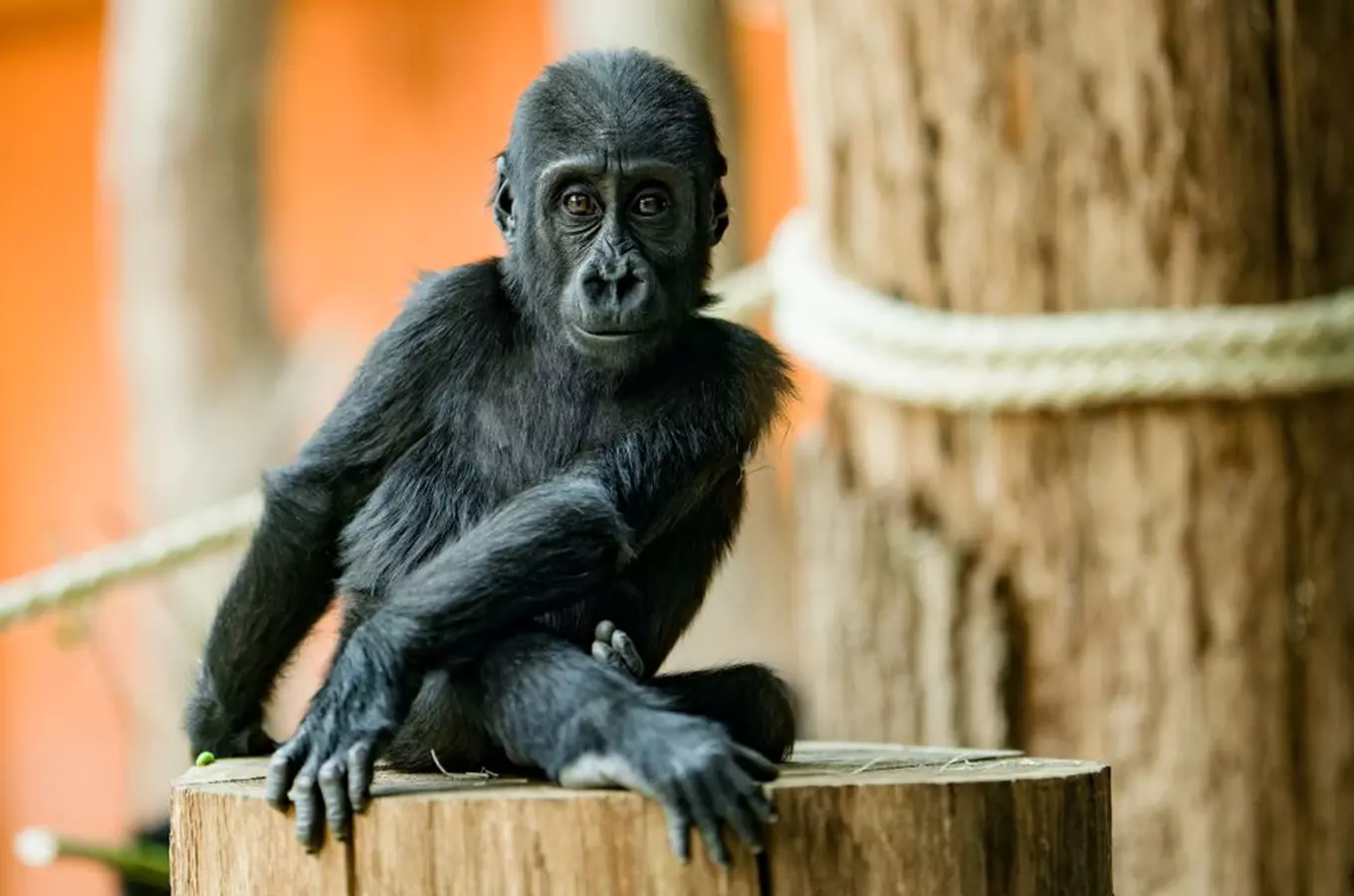 Zoo Praha slaví 95 let – výroční slavnost založení pražské zoo 2026
