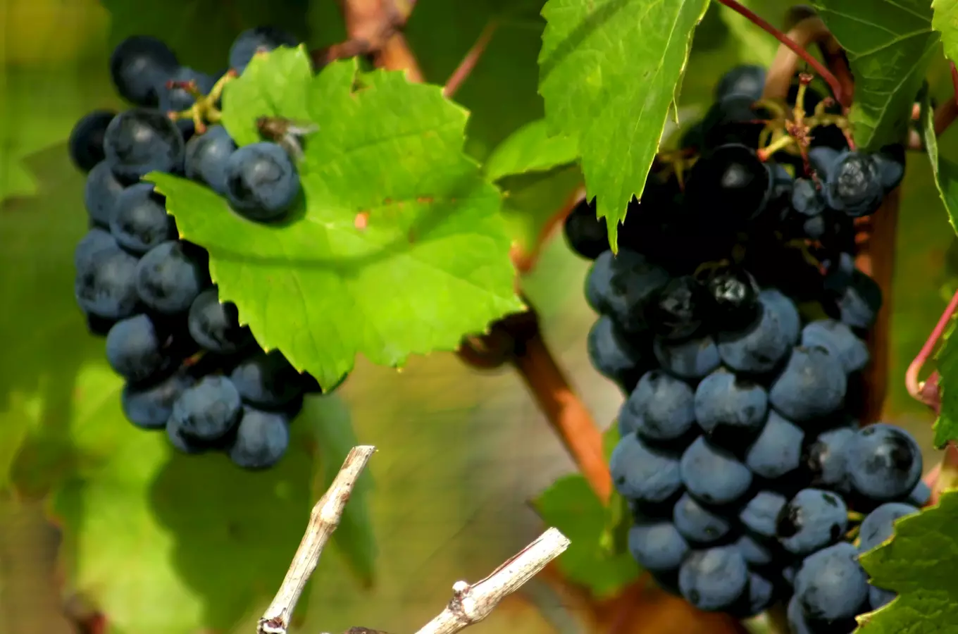 Pochod slováckými vinohrady 2026
